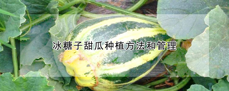 冰糖子甜瓜种植方法和管理