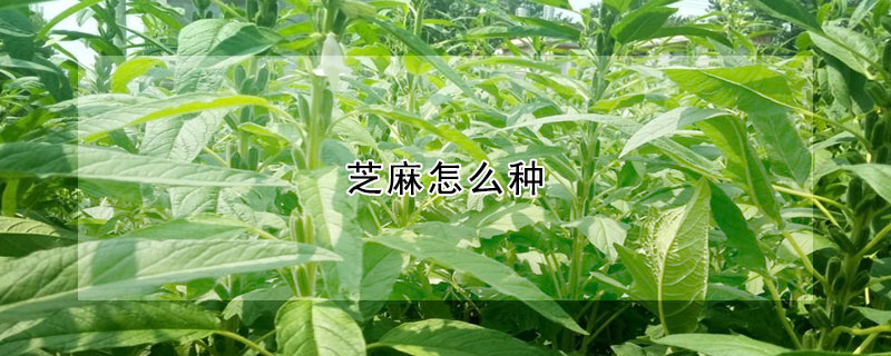 芝麻怎么种