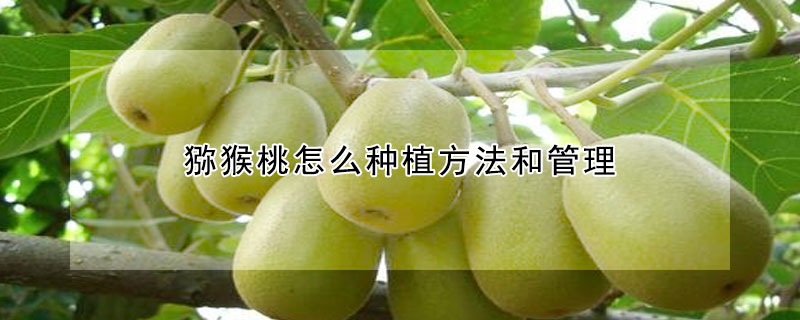 猕猴桃怎么种植方法和管理