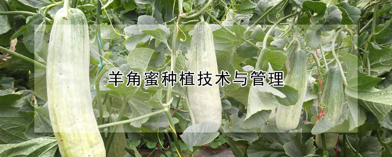 羊角蜜种植技术与管理