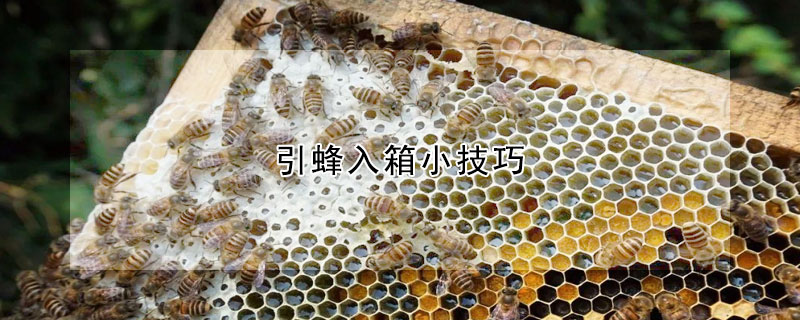 引蜂入箱小技巧