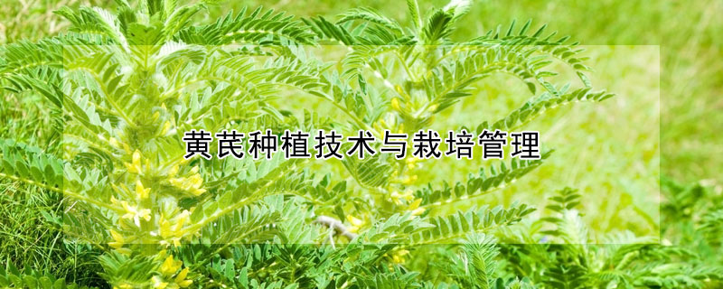 黄芪种植技术与栽培管理