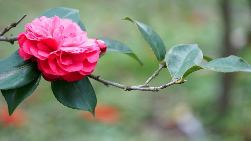 茶花修剪时间和方法