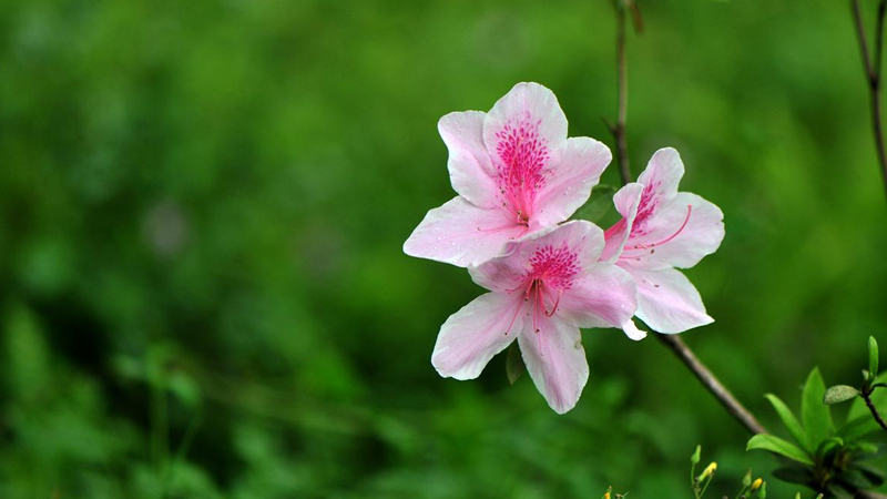 杜鹃花花后怎样修剪