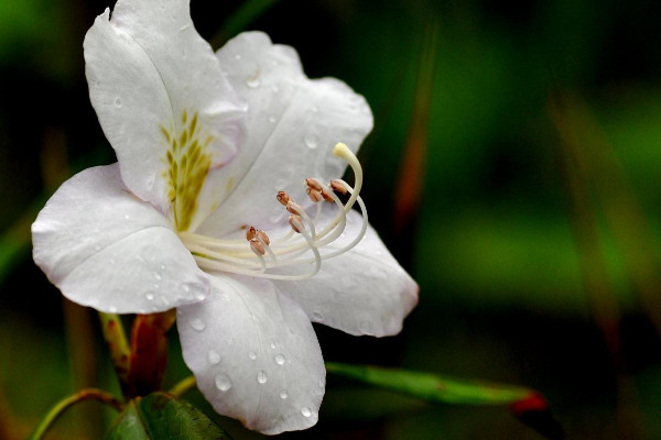 杜鹃花花后怎样修剪