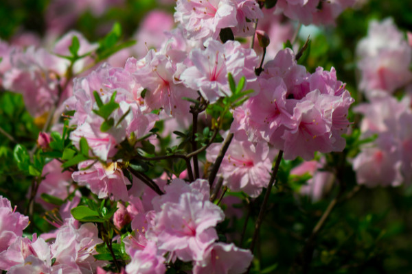 杜鹃花花后怎样修剪