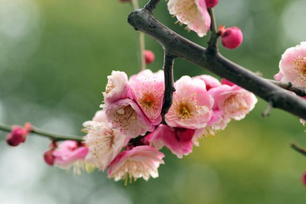 梅花怎么嫁接