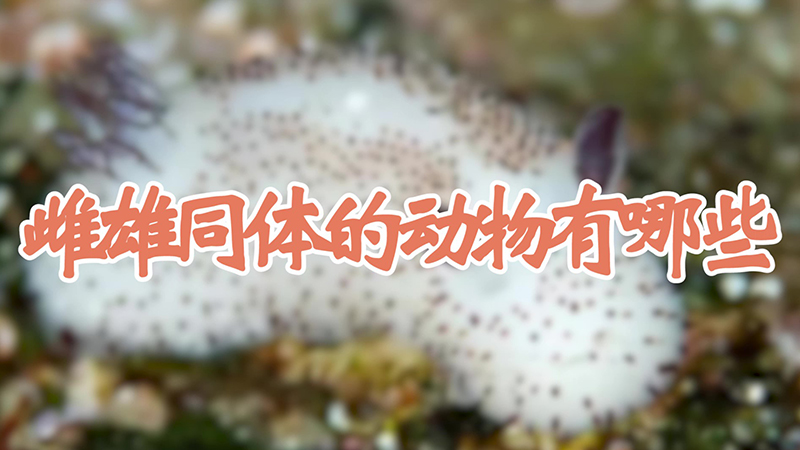 雌雄同体的动物有哪些