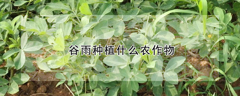 谷雨种植什么农作物