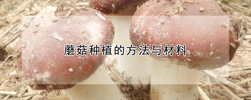 蘑菇种植的方法与材料
