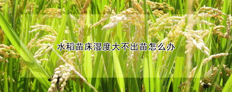 水稻苗床湿度大不出苗怎么办