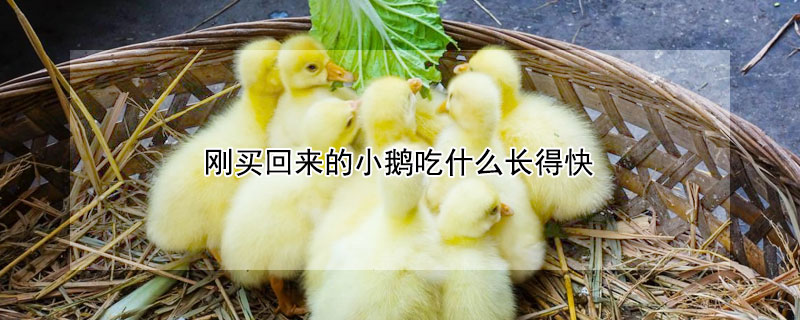 刚买回来的小鹅吃什么长得快