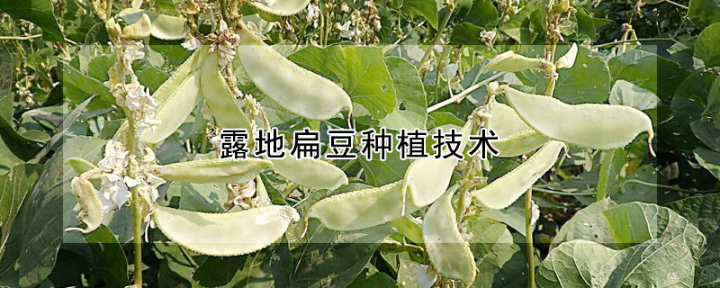 露地扁豆种植技术