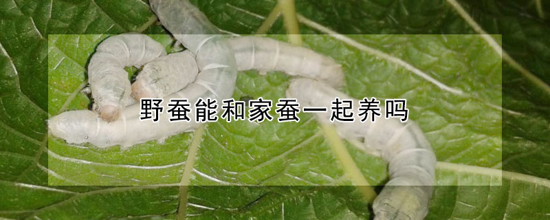 野蚕能和家蚕一起养吗