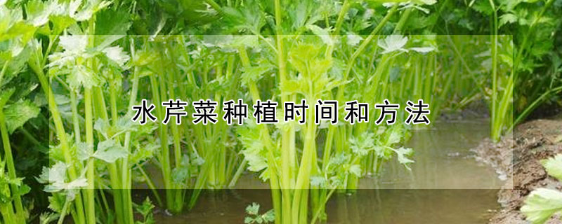 水芹菜种植时间和方法