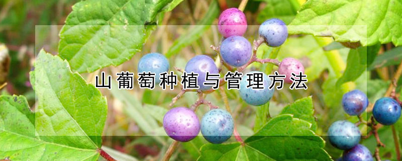 山葡萄种植与管理方法