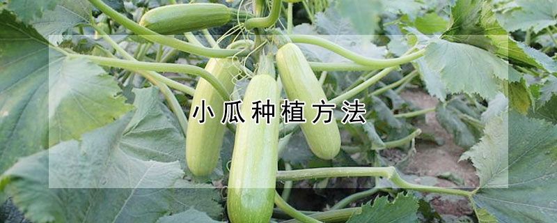 小瓜种植方法