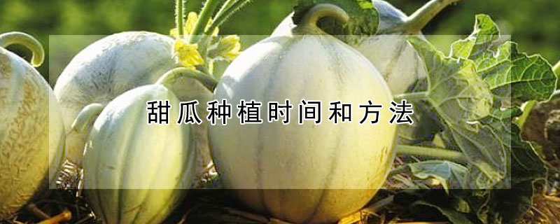 甜瓜种植时间和方法