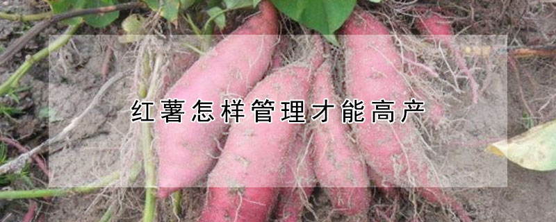 红薯怎样管理才能高产