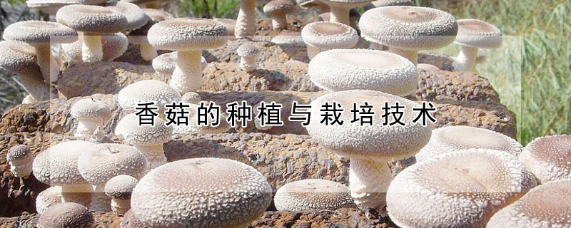 香菇的种植与栽培技术