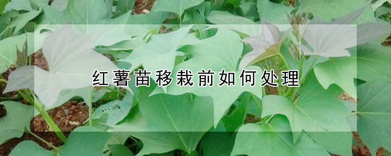 红薯苗移栽前如何处理