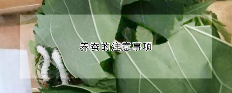 养蚕的方法和注意事项 养蚕的相关知识和注意事项