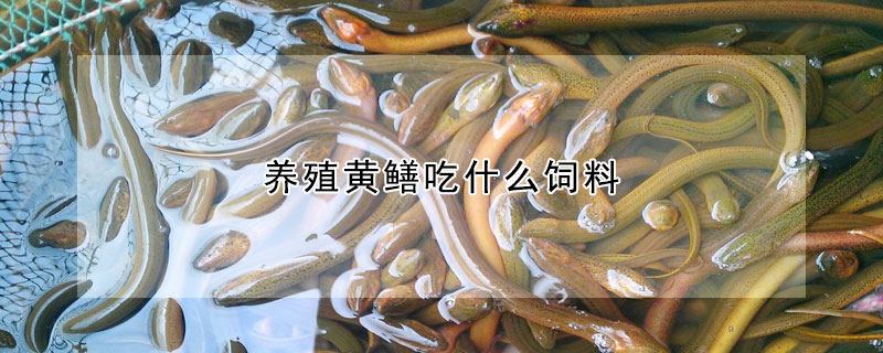 养殖黄鳝吃什么饲料