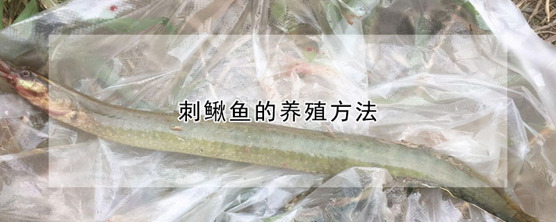 刺鳅鱼的养殖方法