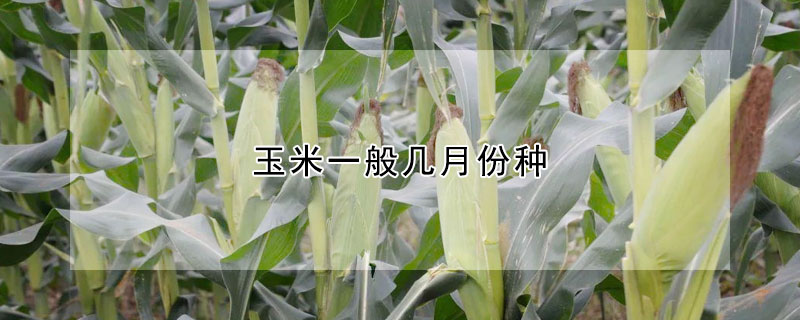 玉米一般几月份种