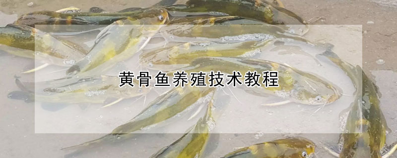 黄骨鱼养殖技术教程