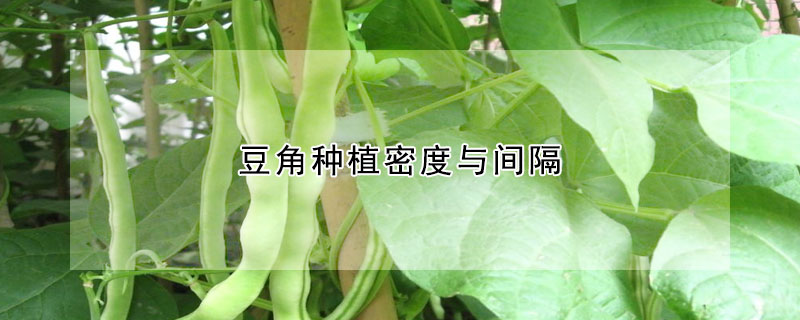 豆角种植密度与间隔