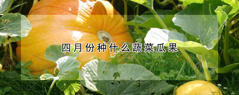 四月份种什么蔬菜瓜果