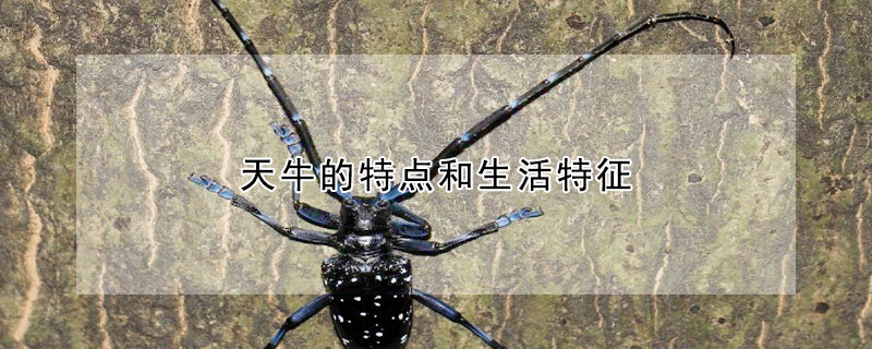 天牛的特点和生活特征