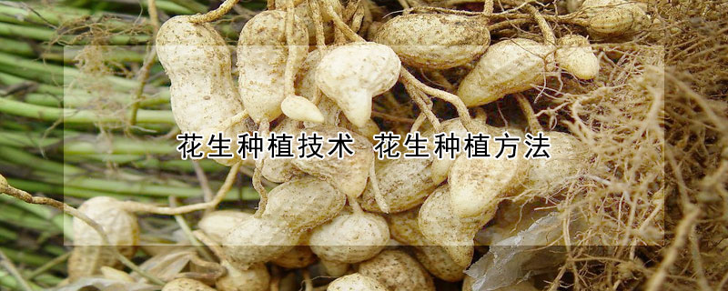 花生种植技术 花生种植方法