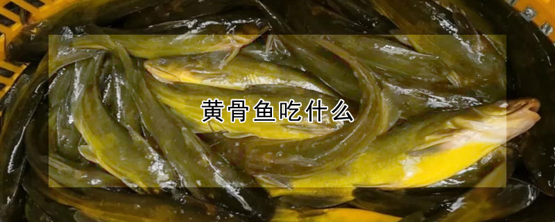 黄骨鱼吃什么