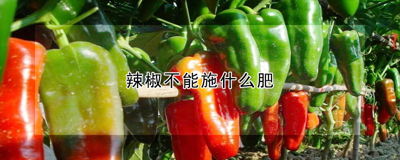 辣椒不能施什么肥