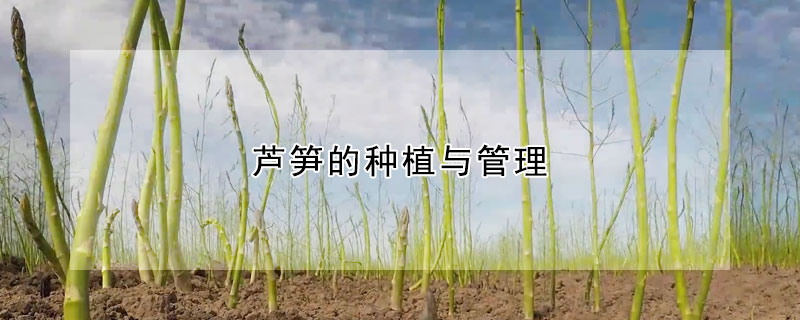 芦笋的种植与管理