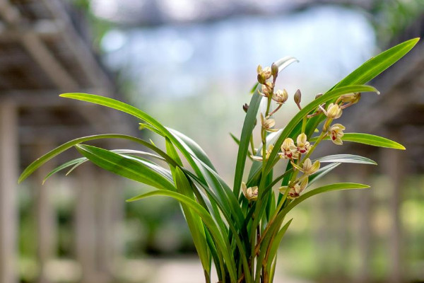 松树皮种兰花多久浇一次水