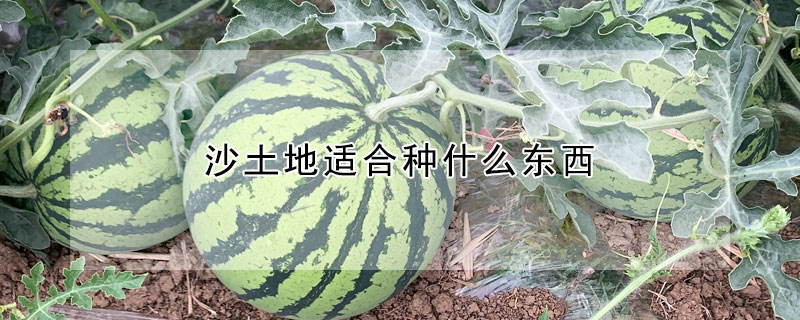 沙土地适合种什么东西