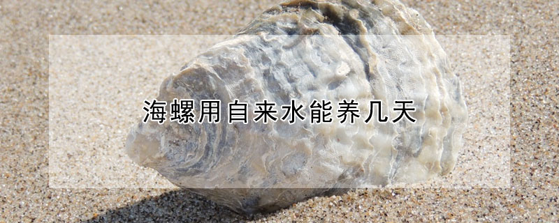 海螺用自来水能养几天