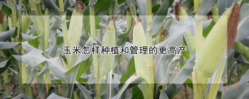 玉米怎样种植和管理的更高产 —【发财农业网】