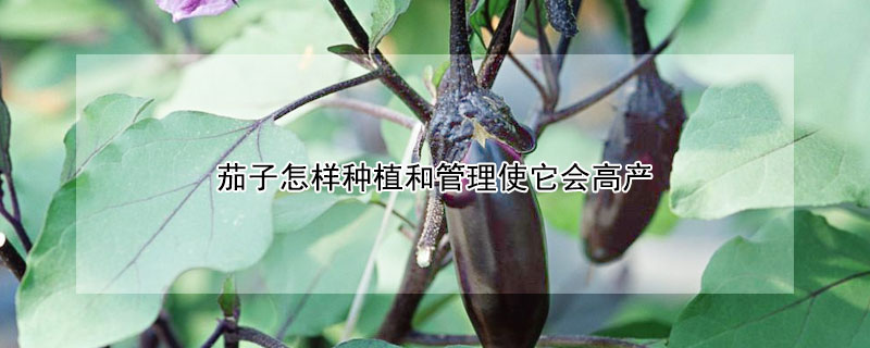 茄子怎样种植和管理使它会高产