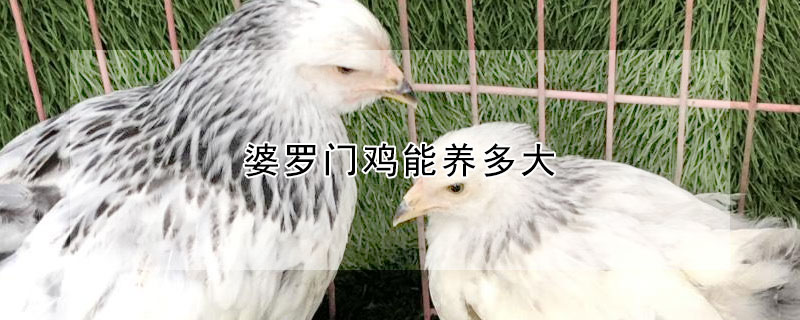 婆罗门鸡能养多大