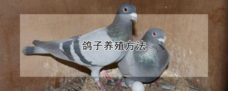 鸽子养殖方法
