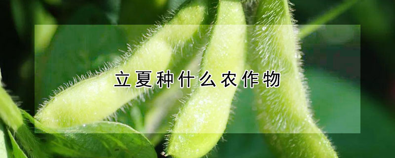 立夏种什么农作物