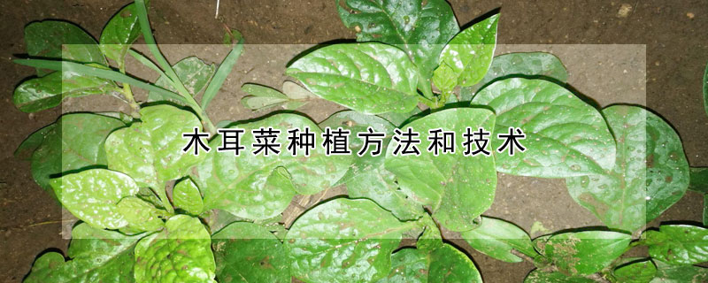 木耳菜种植方法和技术