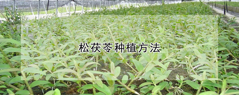 松茯苓种植方法