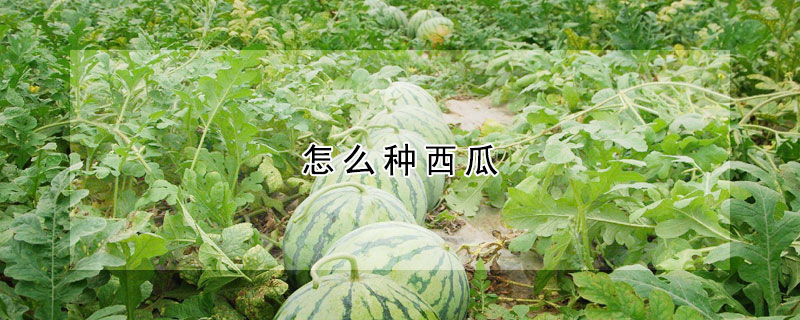 怎么种西瓜