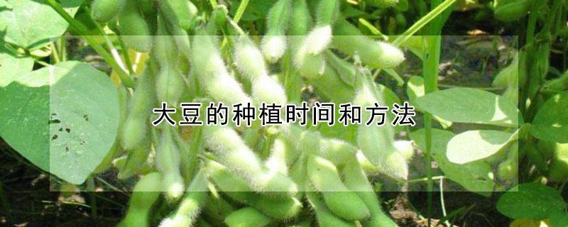 大豆的种植时间和方法