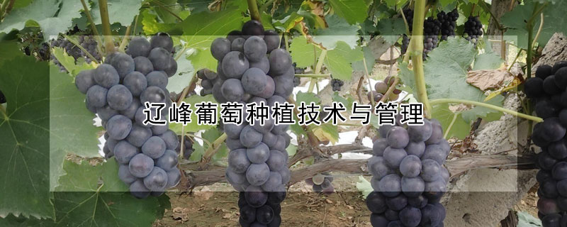 辽峰葡萄种植技术与管理